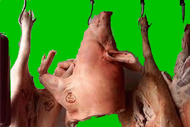 Slaughtered Pigs