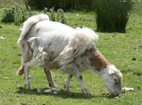 Photo of a sheep eating grass