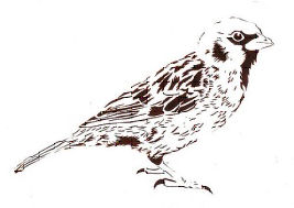 Sparrow drawing